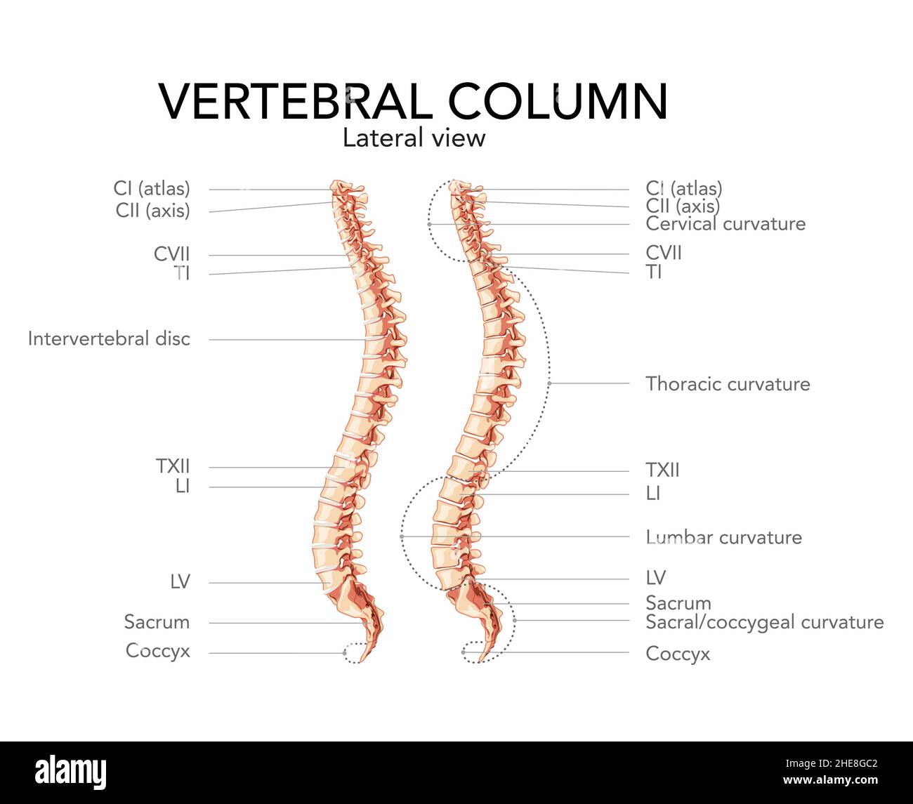 Human vertebral column side lateral view with main parts labeled, with and without Intervertebral disc. Vector flat realistic concept illustration in natural colors, spine isolated on white background Stock Vector