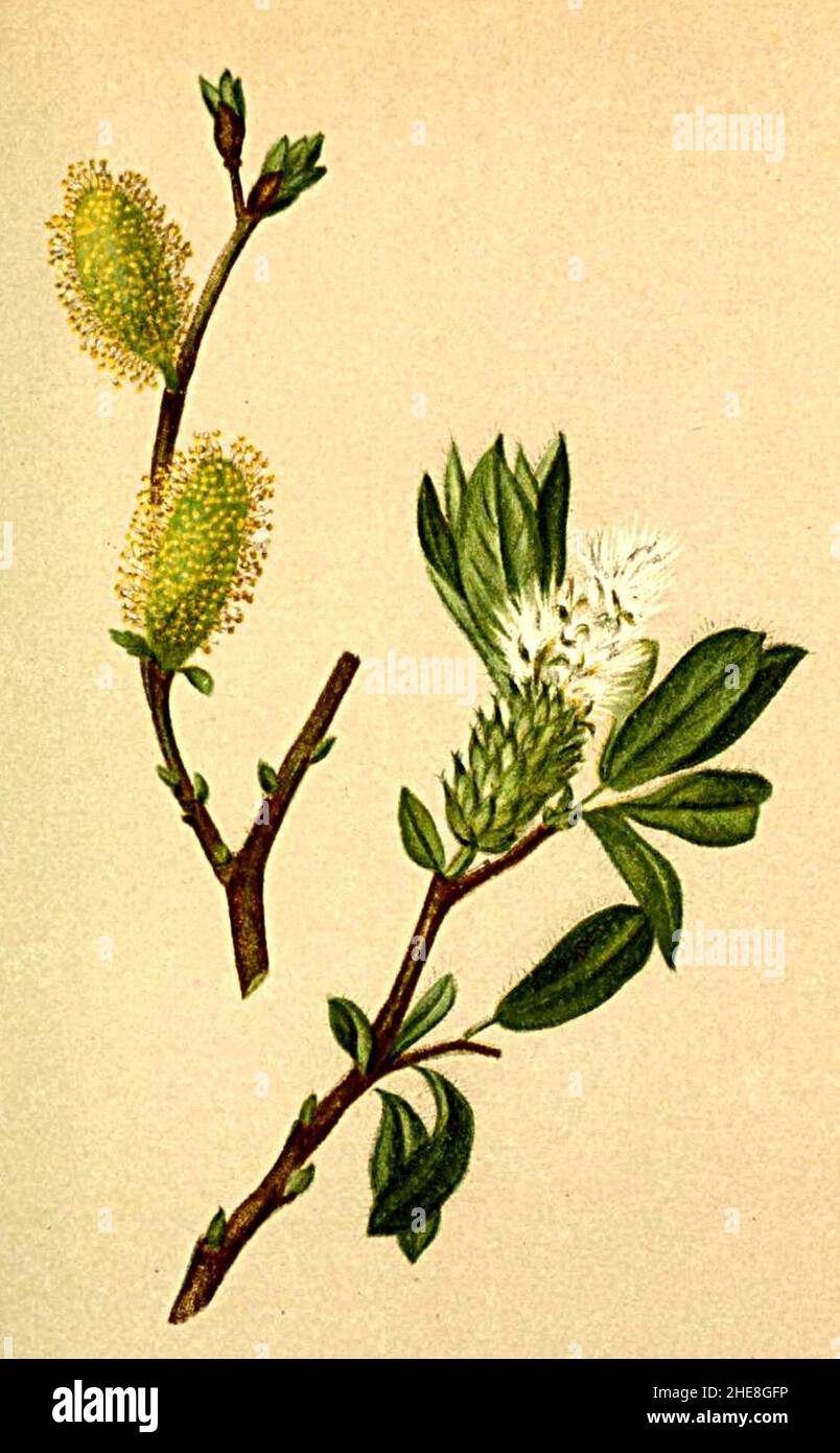 Salix helvetica Atlas Alpenflora. Stock Photo