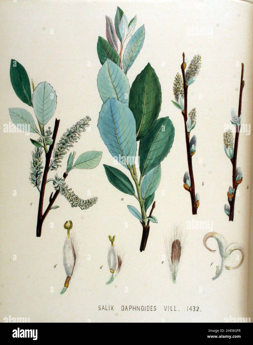 Salix daphnoides — Flora Batava — Volume v18. Stock Photo