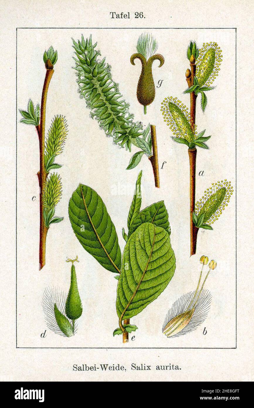 Salix aurita Sturm26. Stock Photo