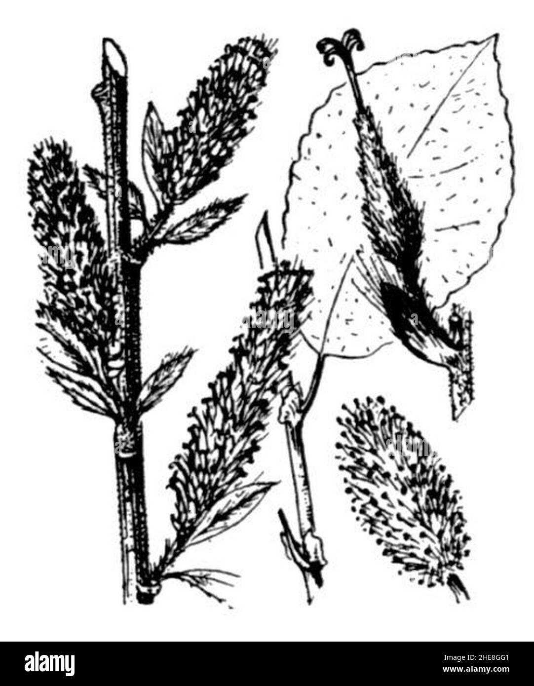 Salix myrsinifolia. Stock Photo