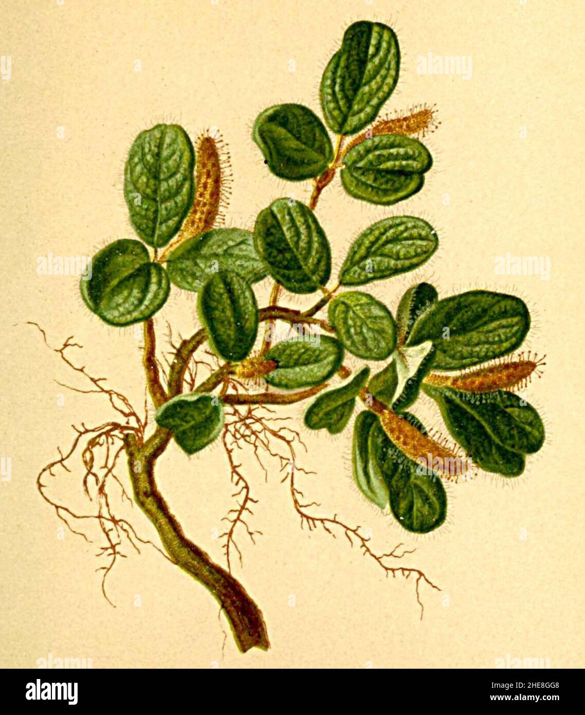 Salix reticulata Atlas Alpenflora. Stock Photo