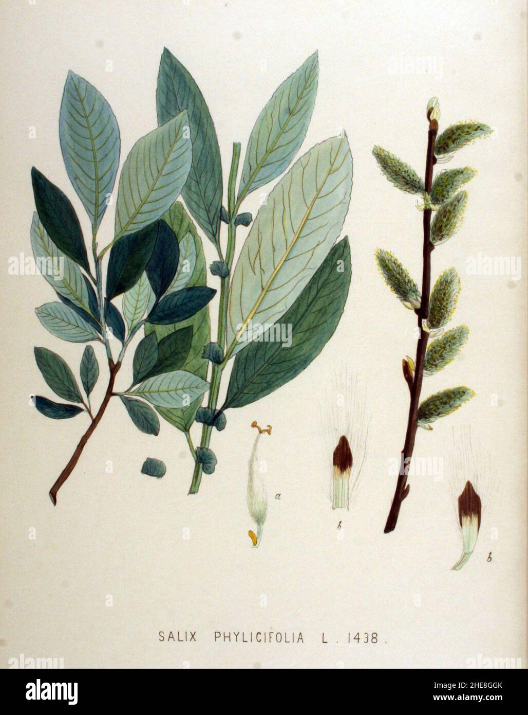 Salix phylicifolia — Flora Batava — Volume v18. Stock Photo