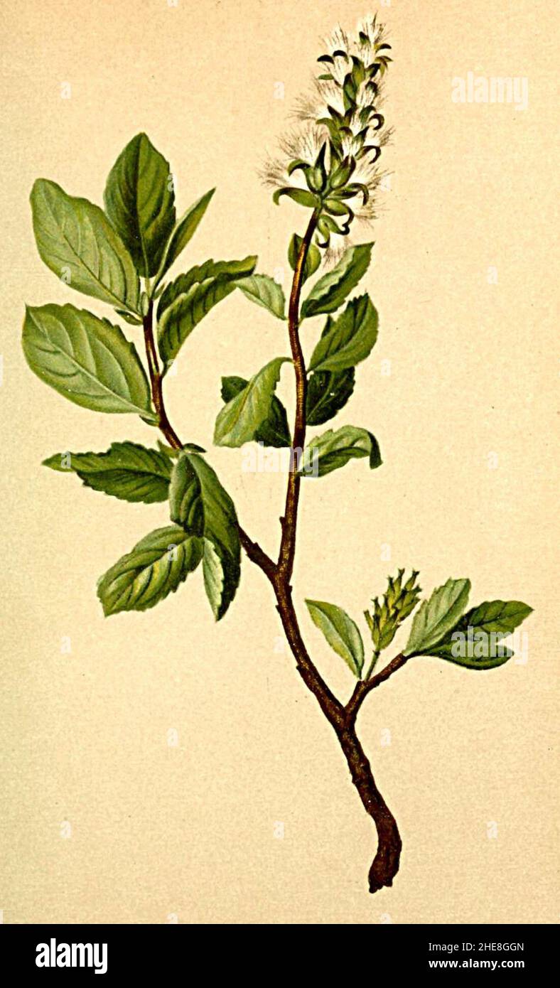 Salix myrsinites Atlas Alpenflora. Stock Photo