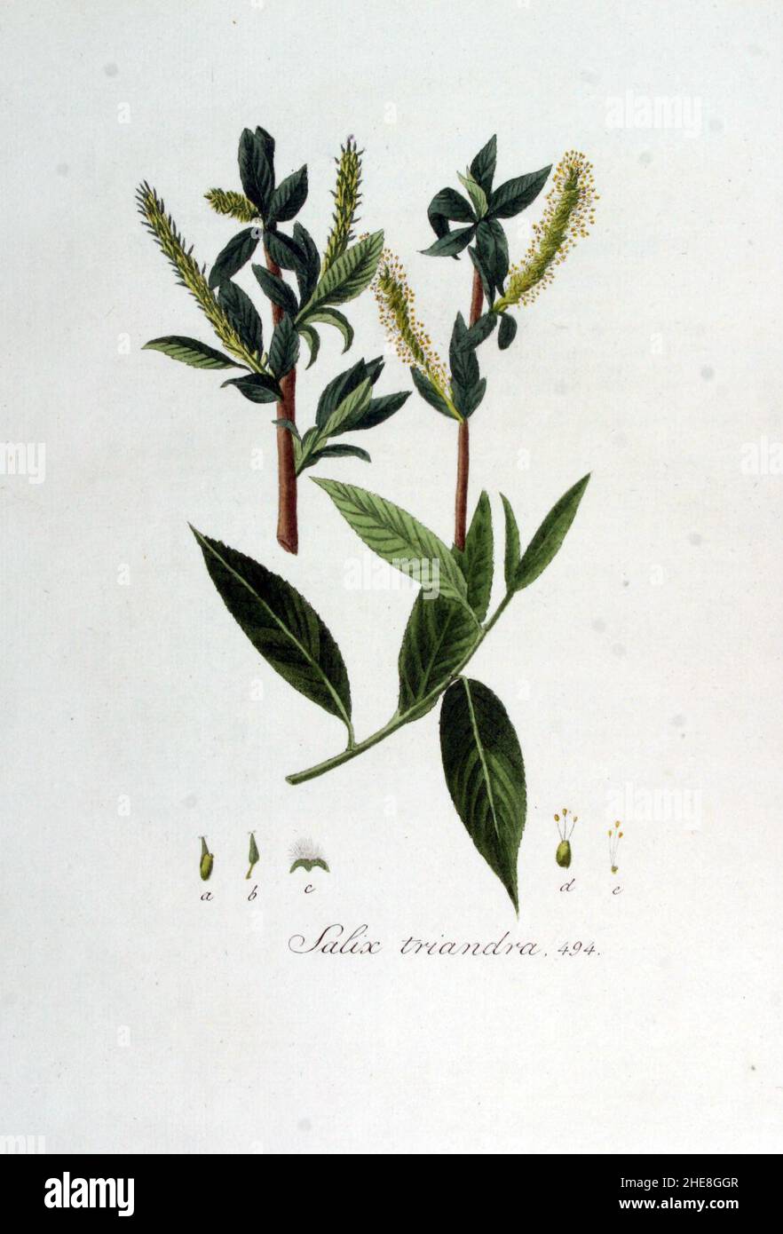 Salix triandra — Flora Batava — Volume v7. Stock Photo