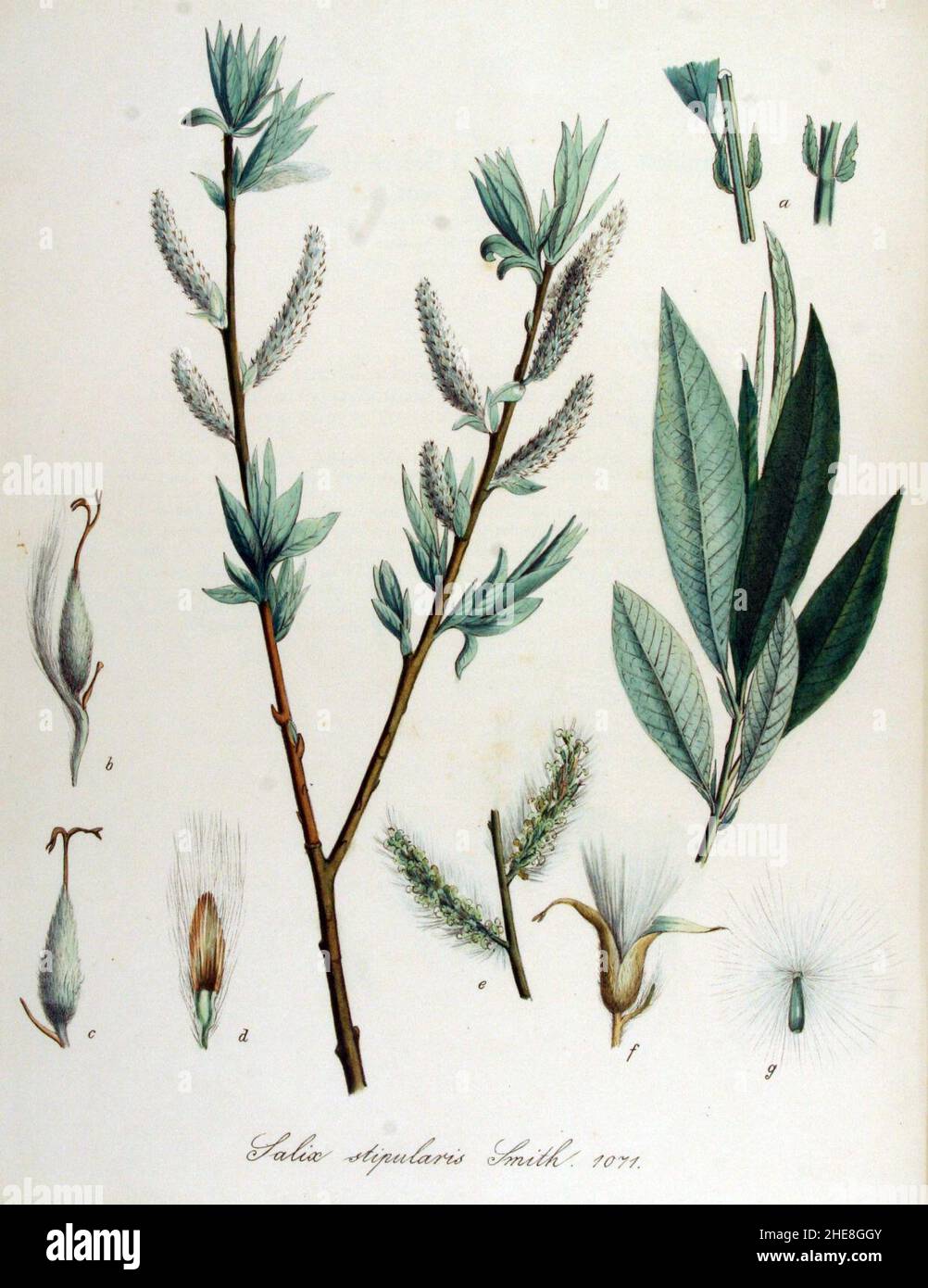 Salix stipularis — Flora Batava — Volume v14. Stock Photo