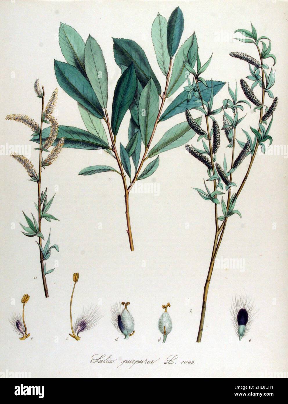 Salix purpurea — Flora Batava — Volume v14. Stock Photo