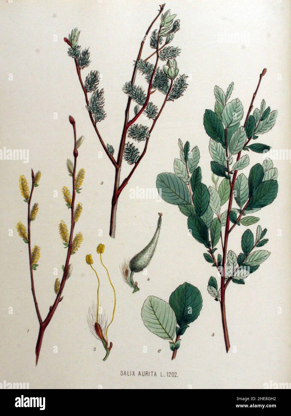 Salix aurita — Flora Batava — Volume v16. Stock Photo