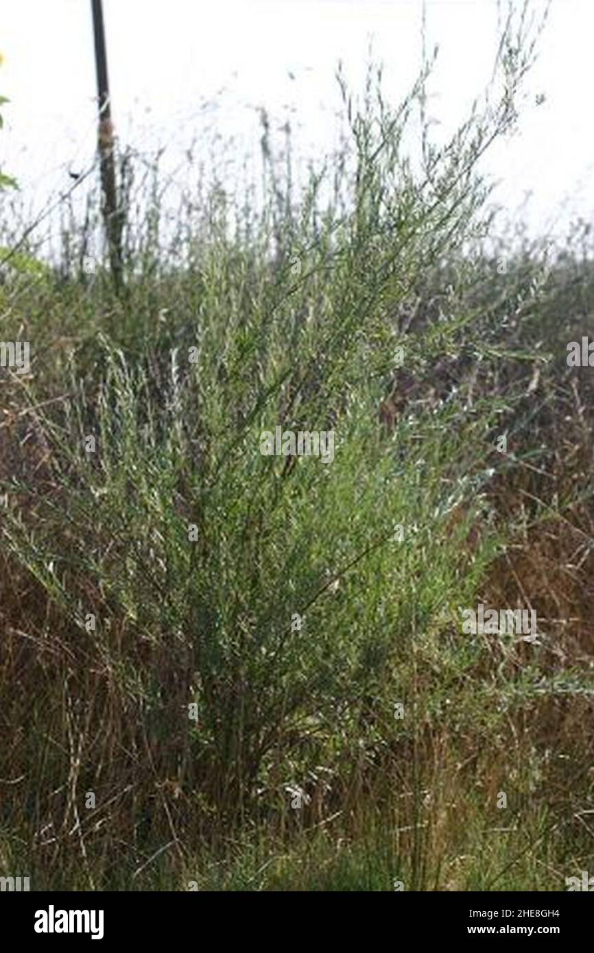 Salix sessilifolia. Stock Photo