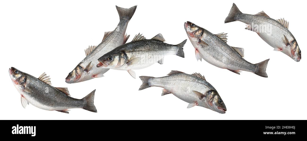 Sea bass, school of seabass fish isolated on white background Stock Photo