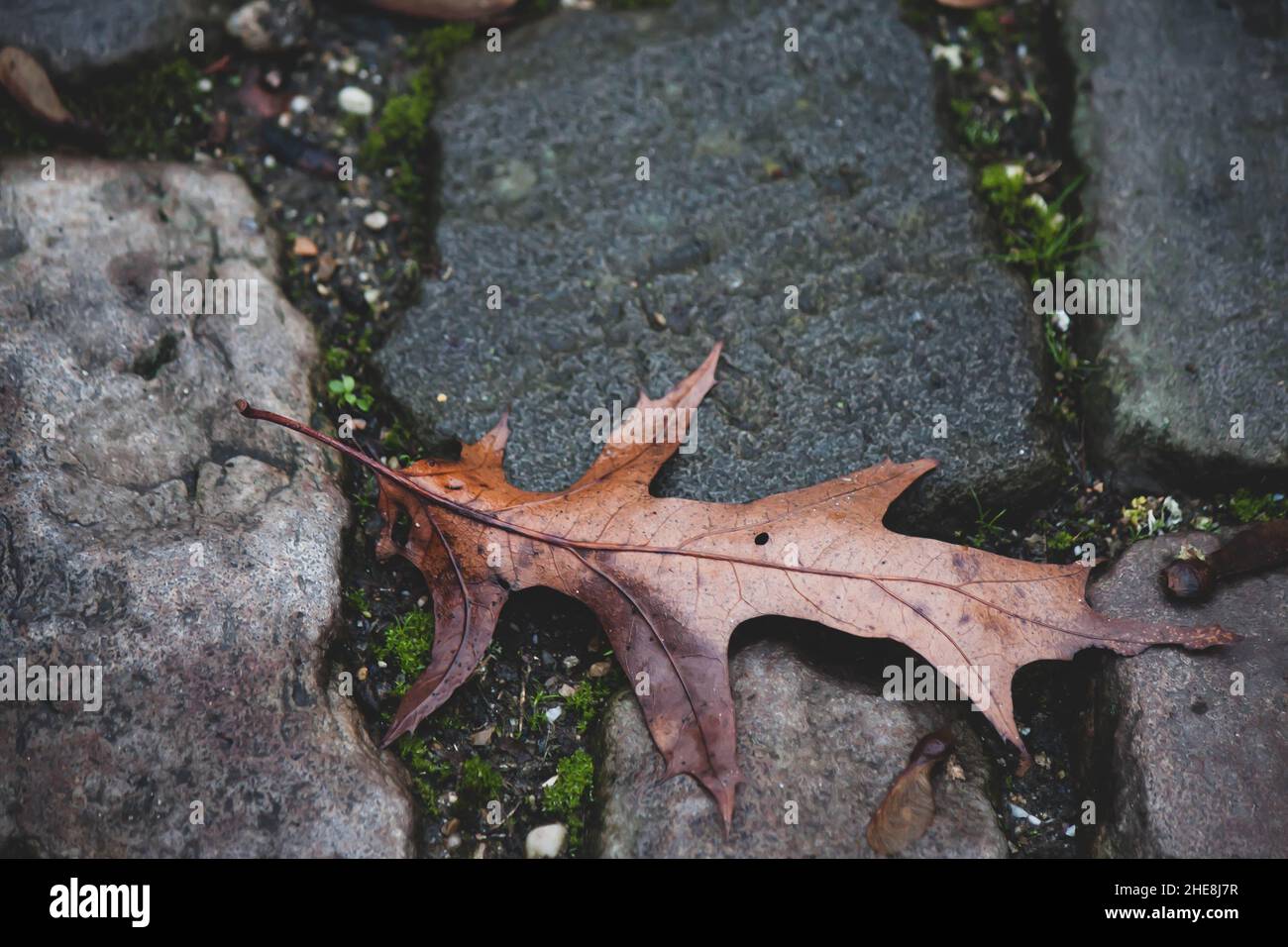 Closeup shot of a dead yellow leaf on a wet old cobblestone pavement street floor Stock Photo