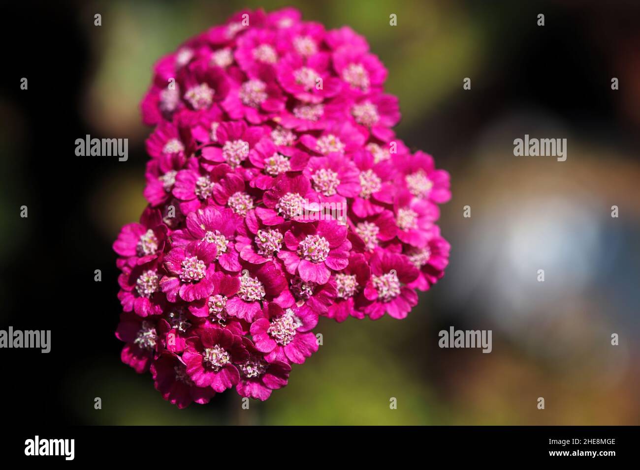 Top view of pink flowers on an Achillea Yarrow plant Stock Photo
