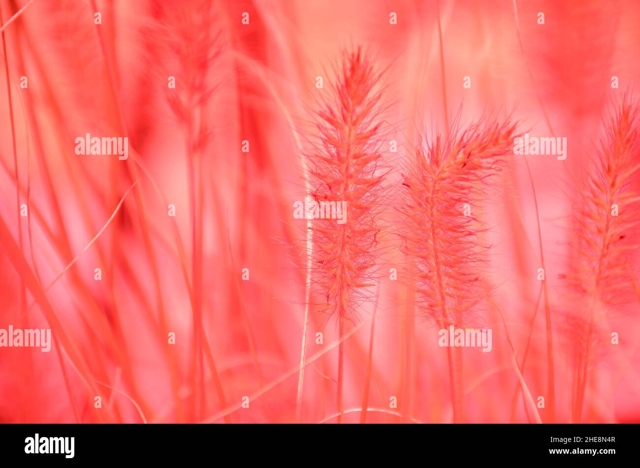 Infrared Photo Of Grass Plants Stock Photo Alamy