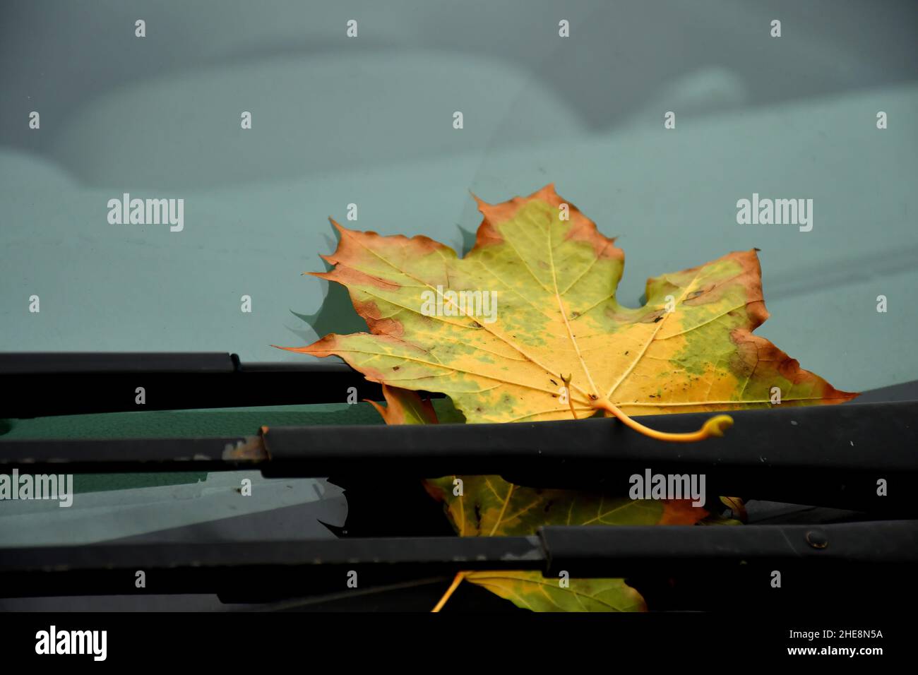 Autumnal Colored Maple Leaf On Windshield Wipers Stock Photo