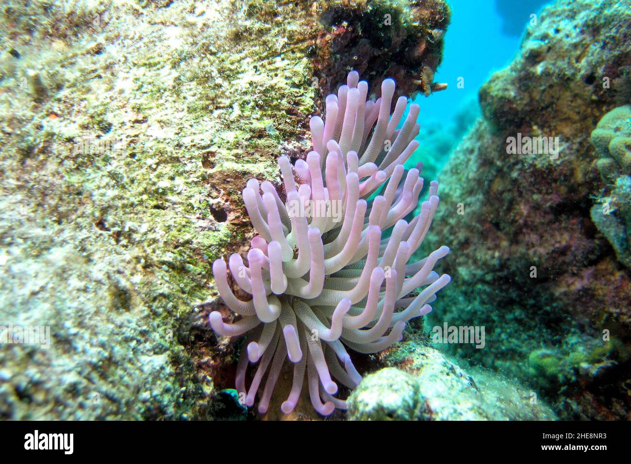 Purple sea anemones water-dwelling, predatory animals of the order Actiniaria Stock Photo