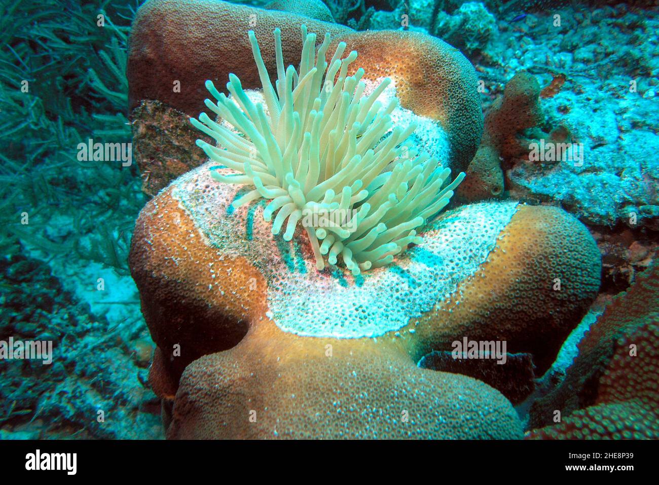 Yellow sea anemones water-dwelling, predatory animals of the order Actiniaria Stock Photo