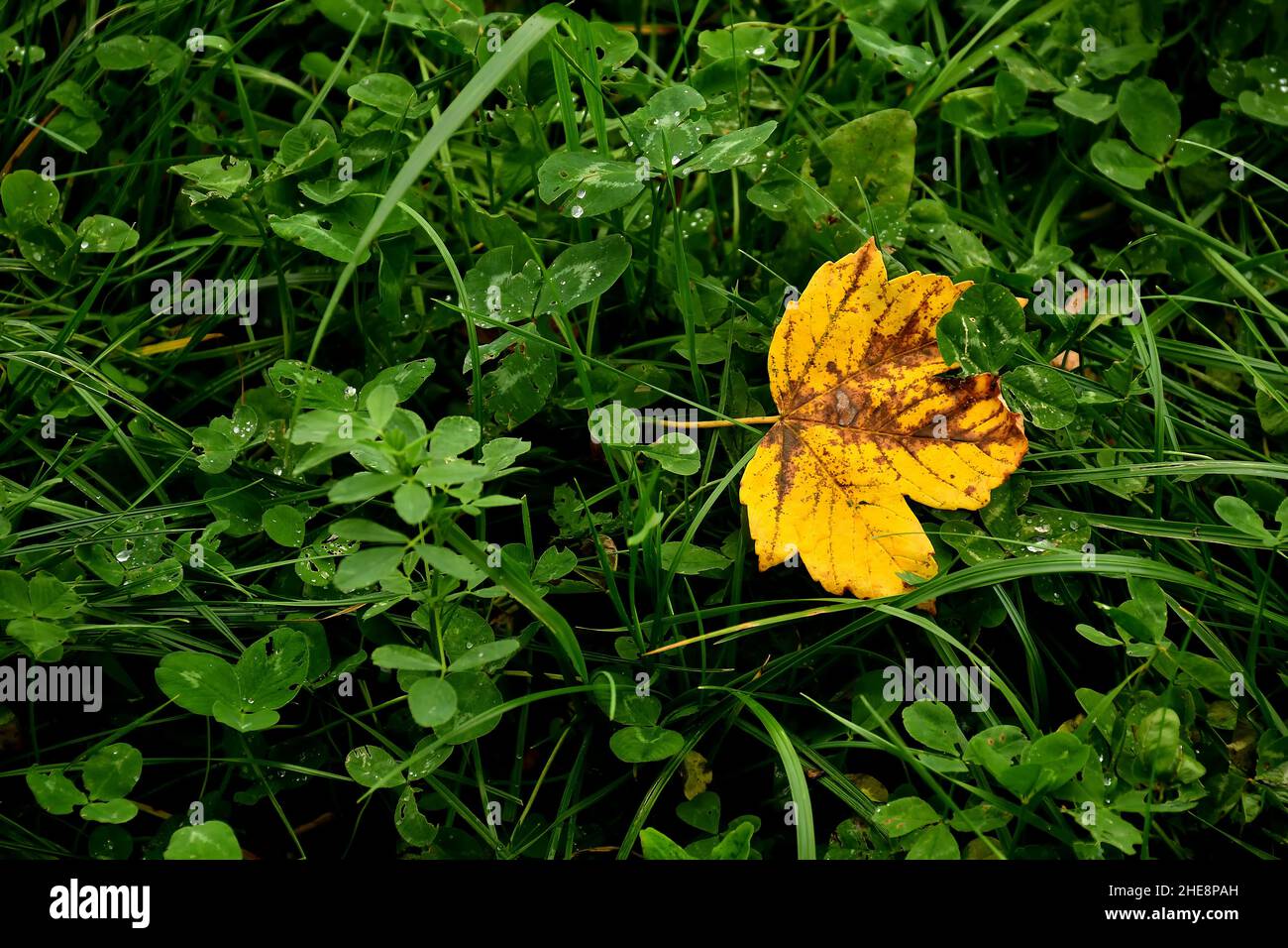 Autumnal Colored Maple Leaf On Grass Stock Photo