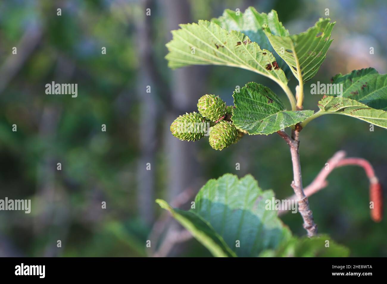 Seed pods forming on an Alder shrub Stock Photo