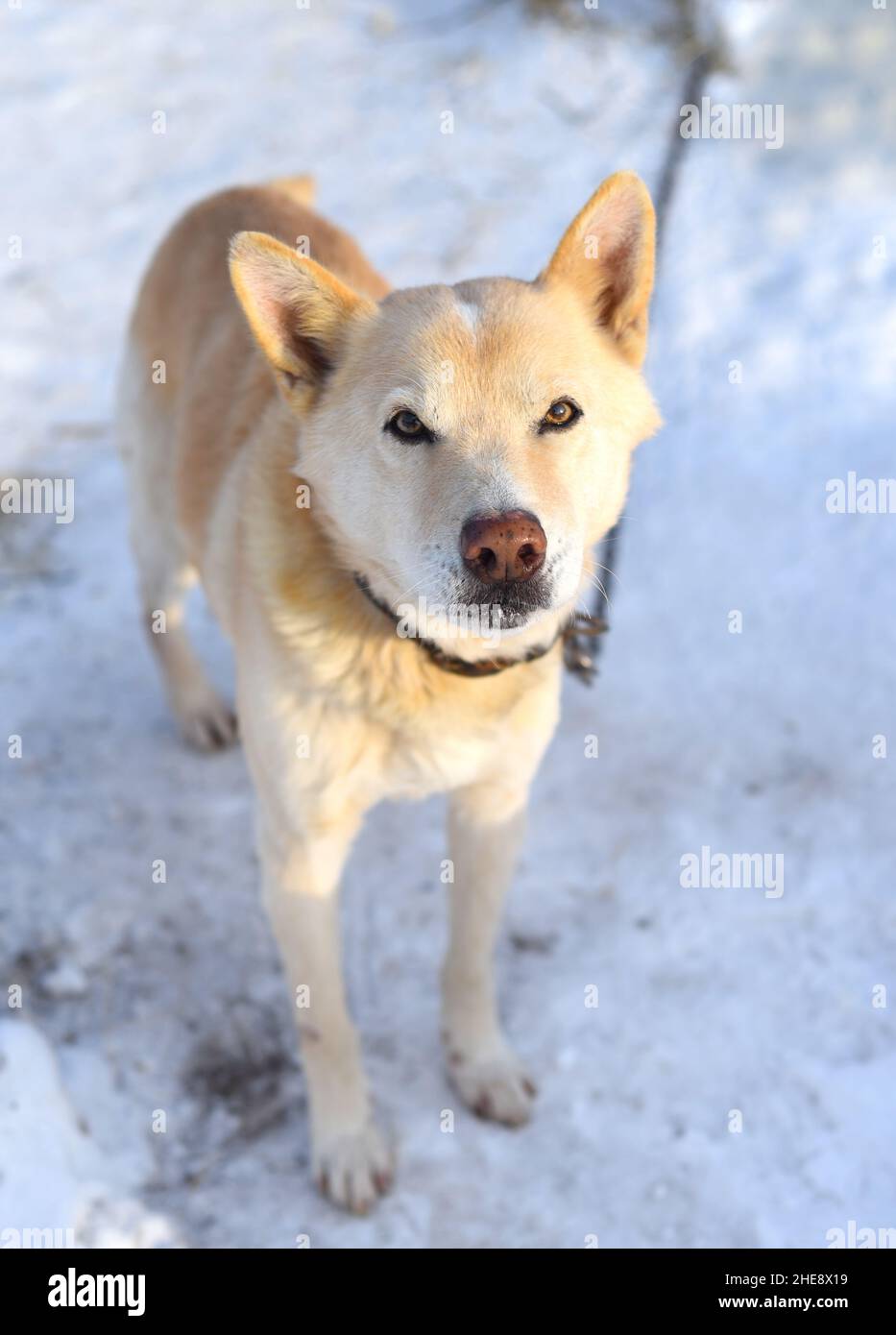 Young  chained mixed breed dog attentively looking in the camera, standing on snow in winter Stock Photo