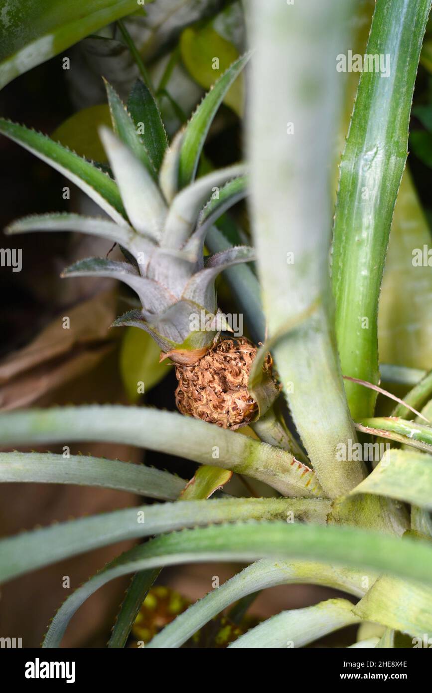Small pineapple (Ananas comosus) growing fruit close up Stock Photo
