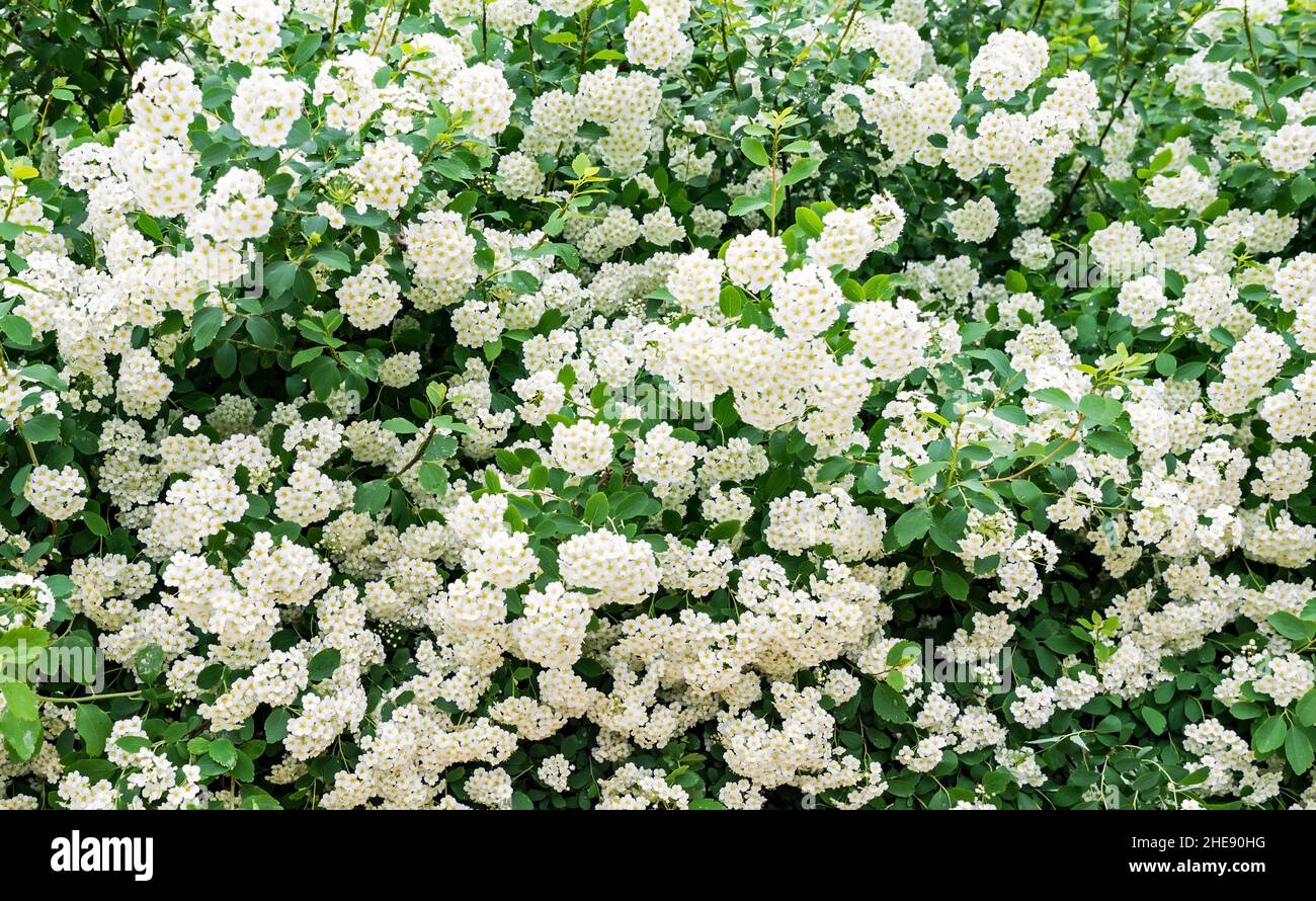 Green shrub Spiraea vanhouttei with many delicate white and yellow flowers Stock Photo