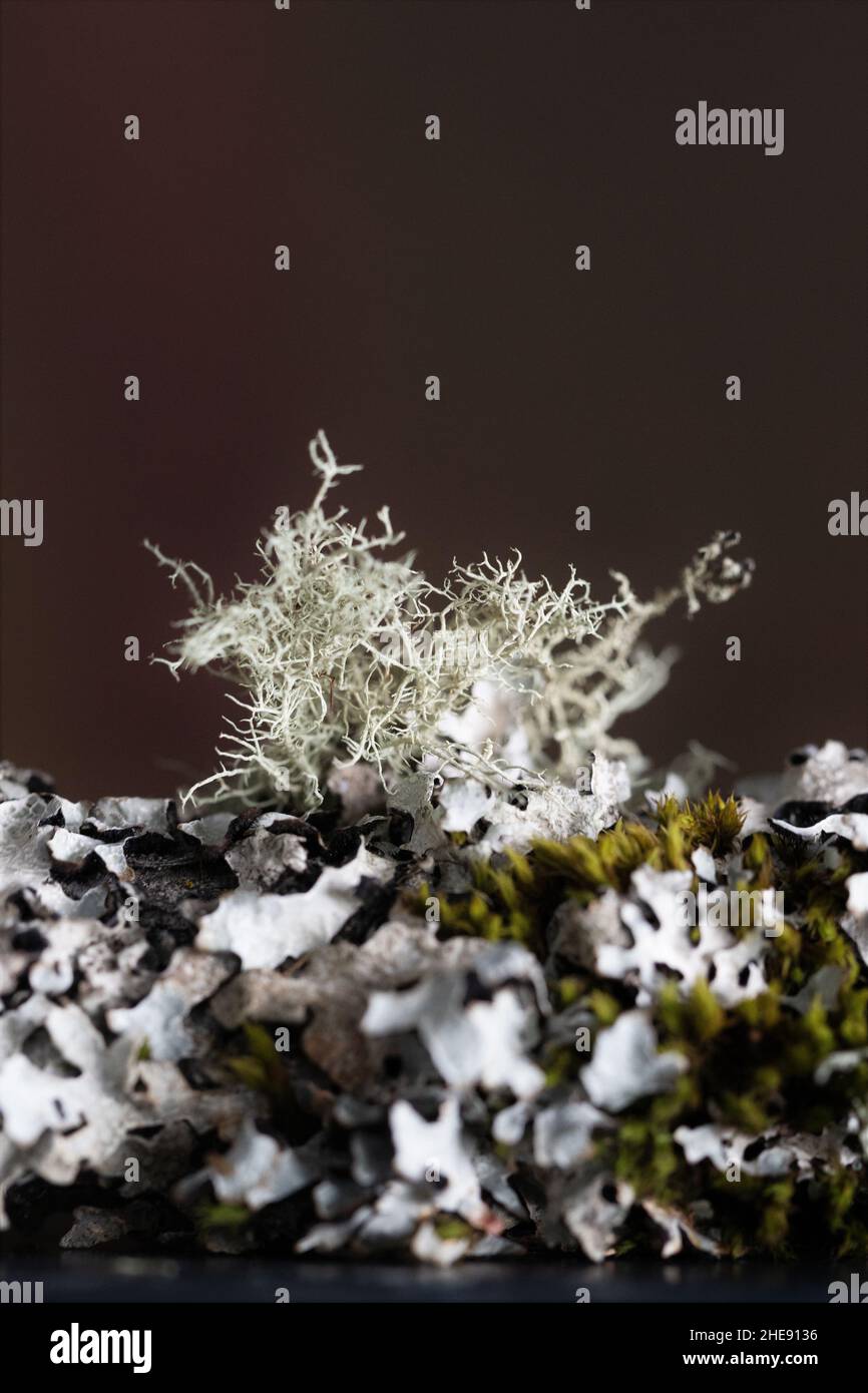 Several types of lichen clinging to a branch, close up. Stock Photo