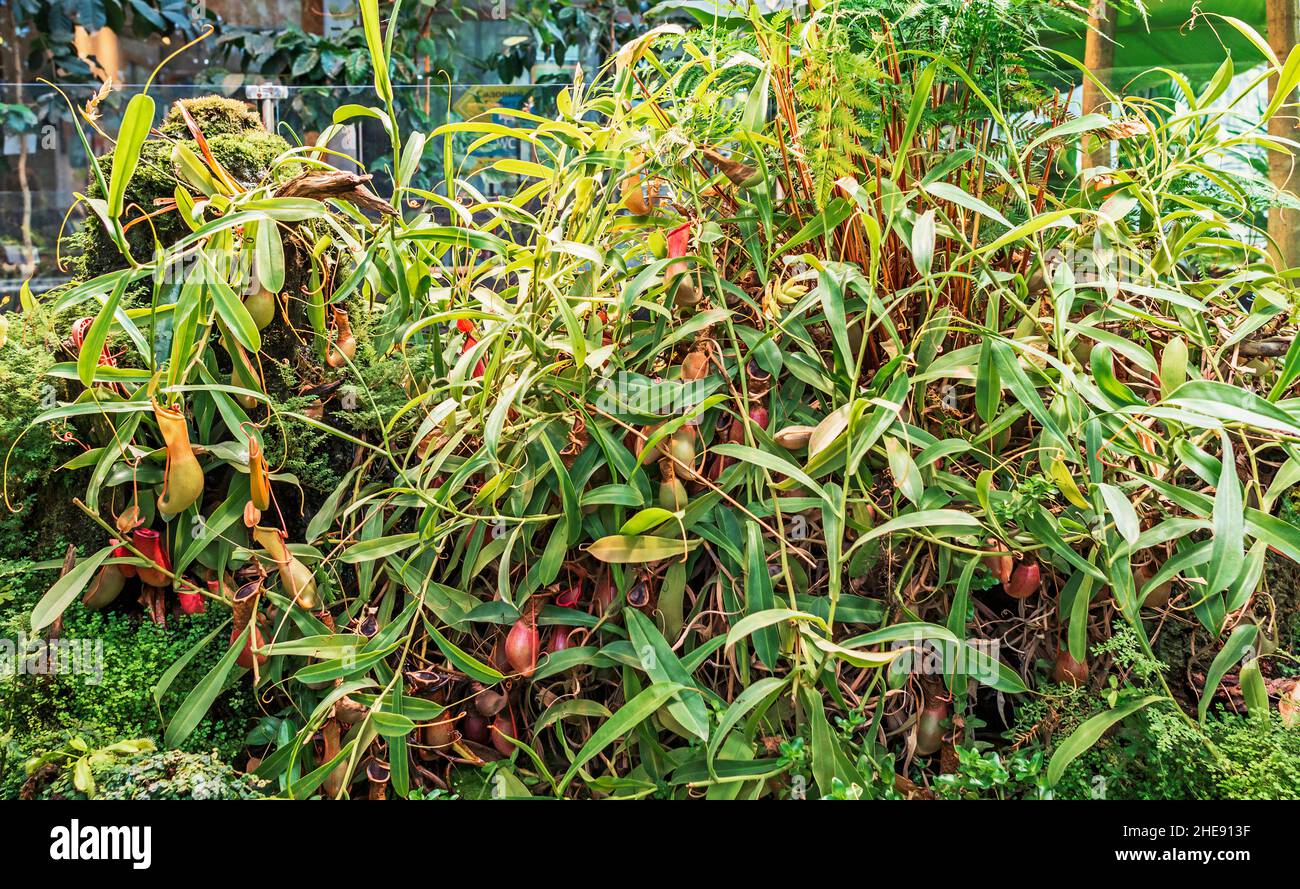 Large green carnivorous plant Nepenthes surrounded by other plants Stock Photo