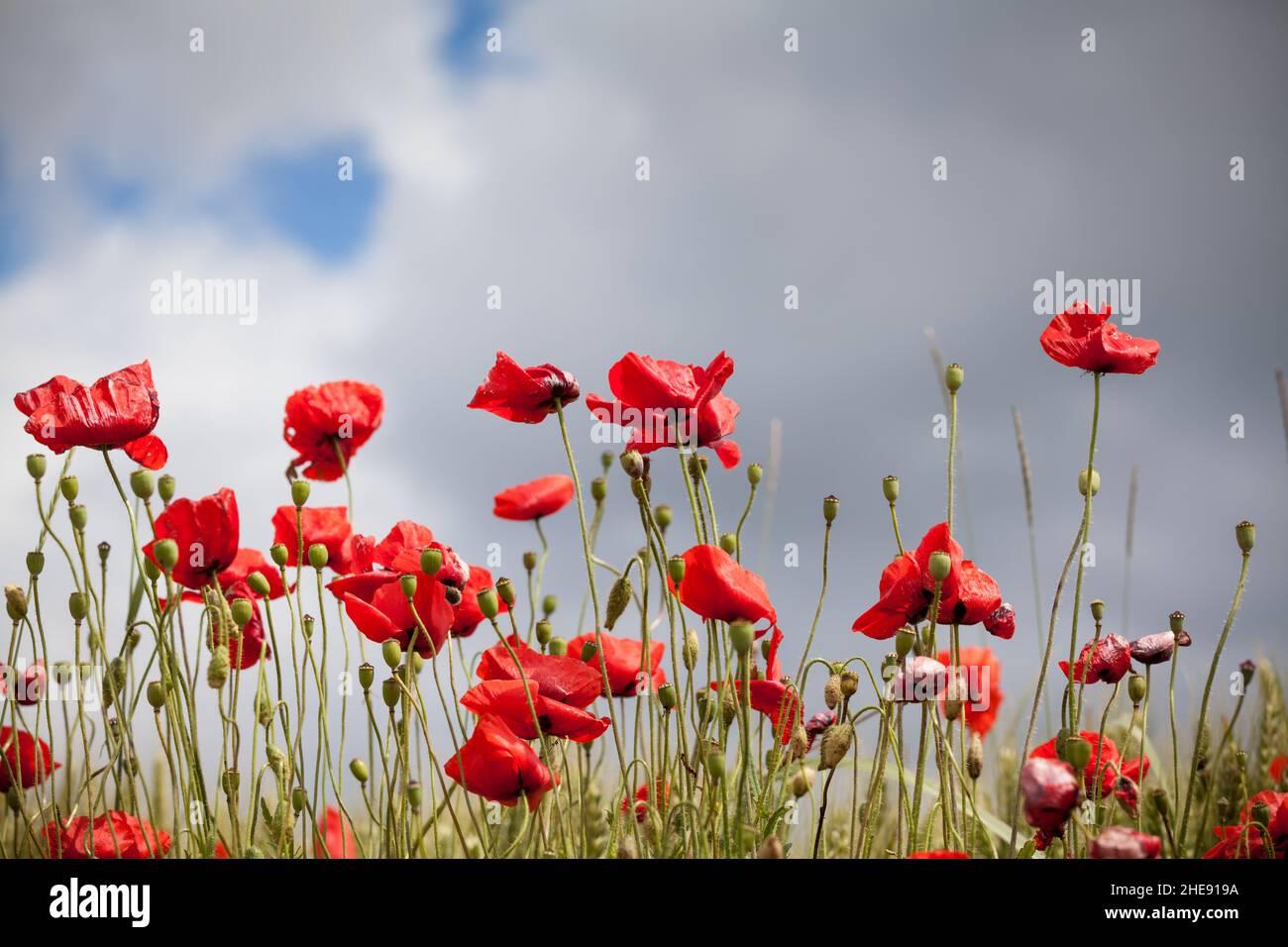 Beautiful view of the field with the red poppies under the cloudy sky Stock Photo