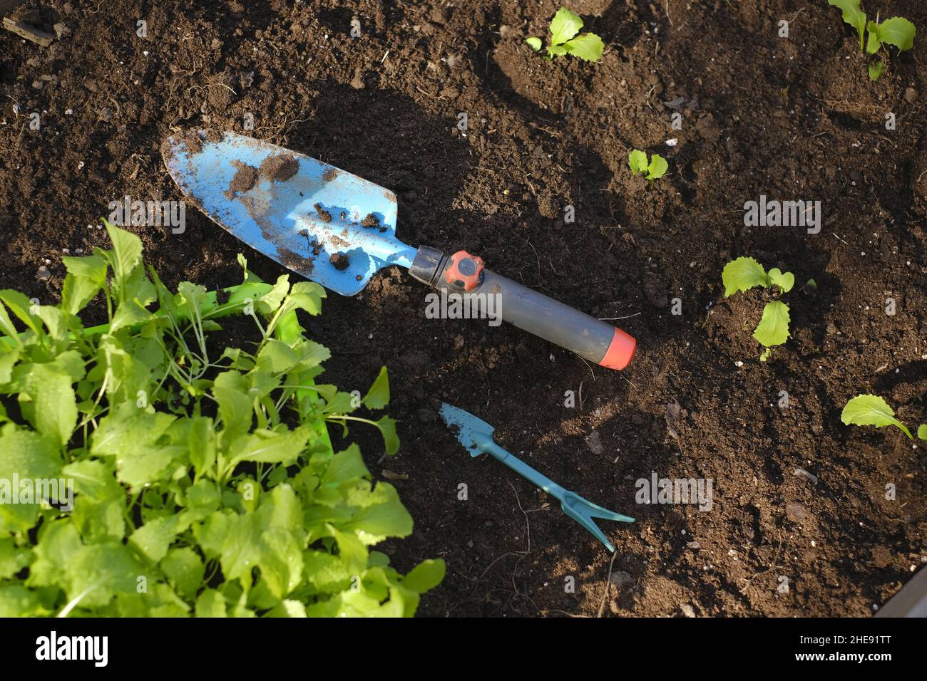 Picking and transplanting seedlings.garden shovel, picking tool and
