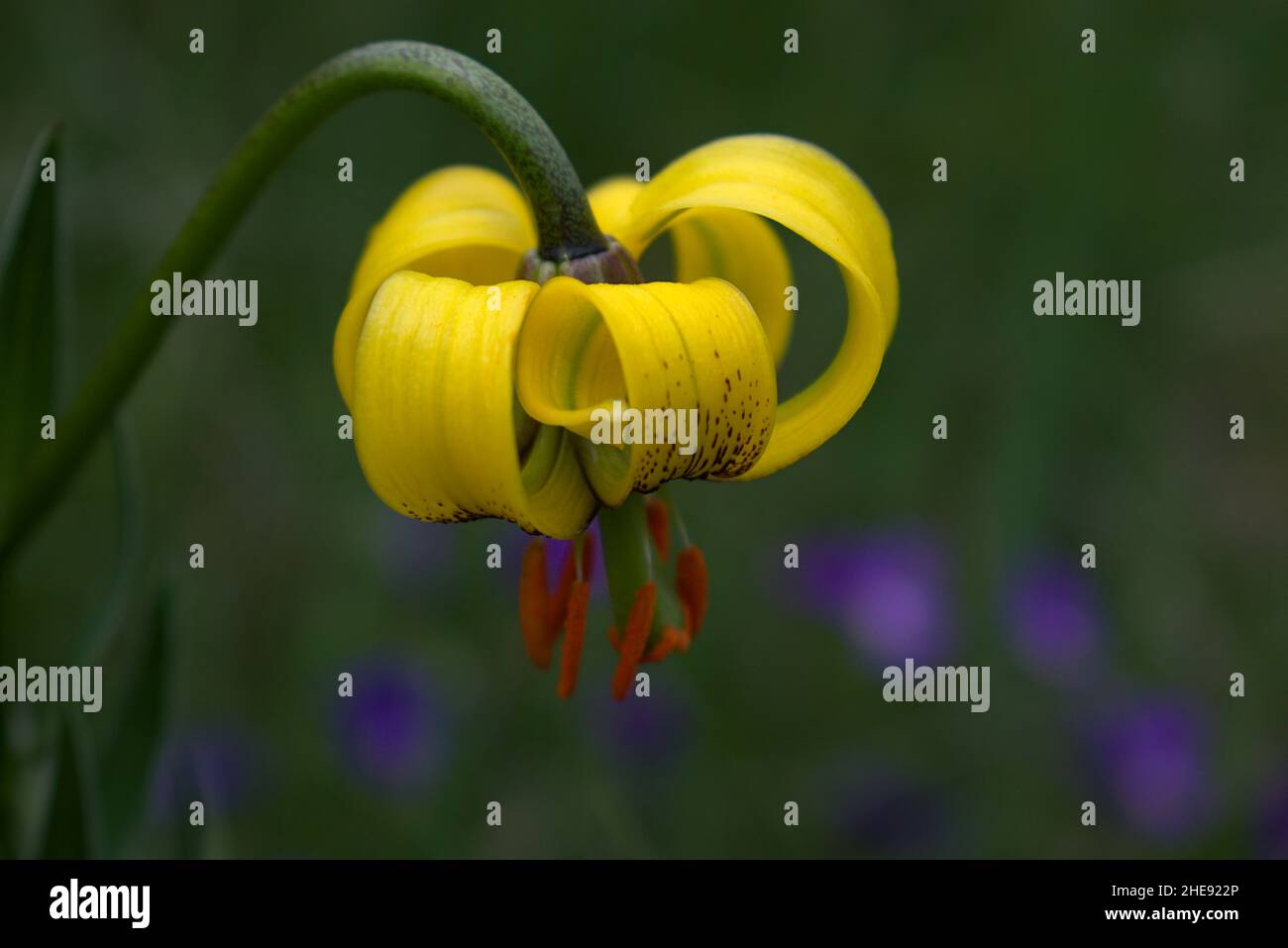 Close up of a Pyrenean lily (Lilium pyrenaicum) Stock Photo