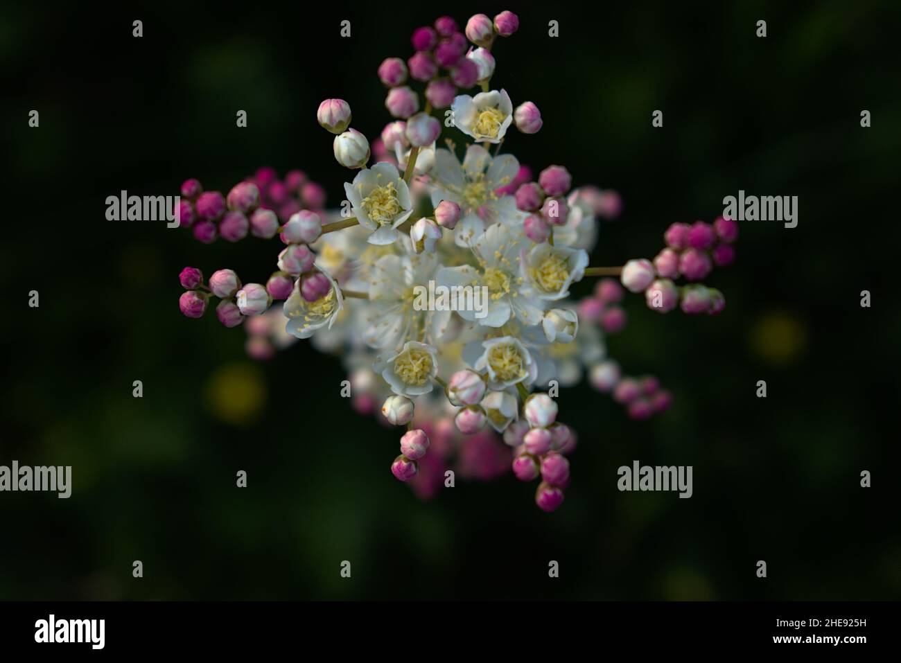 Close up of a Dropwort (Filipendula vulgaris), bokeh in the background Stock Photo