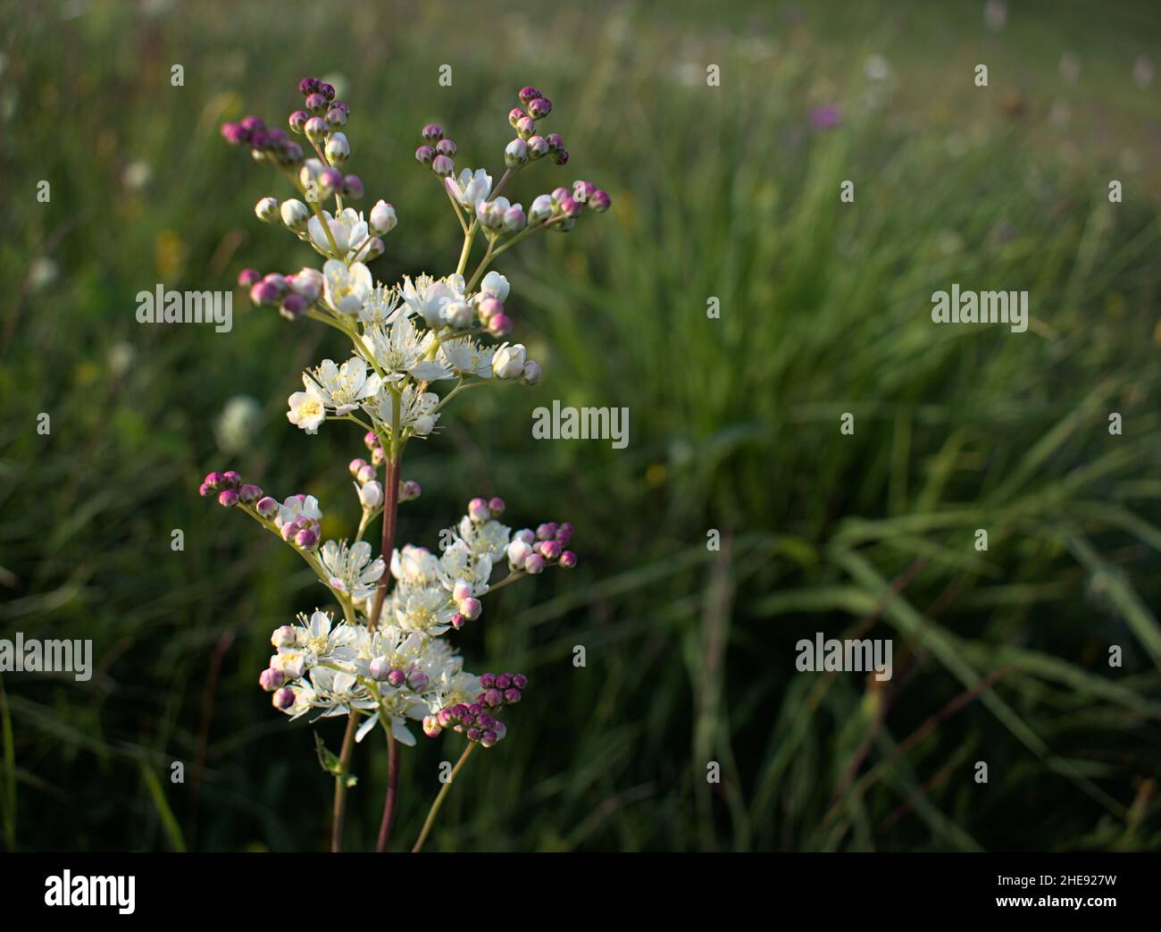 Close up of a Dropwort (Filipendula vulgaris) in meadow, bokeh in the background Stock Photo