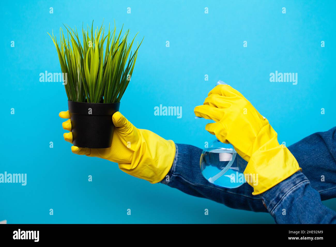 Woman hands spraying leaves of green plant with water Stock Photo