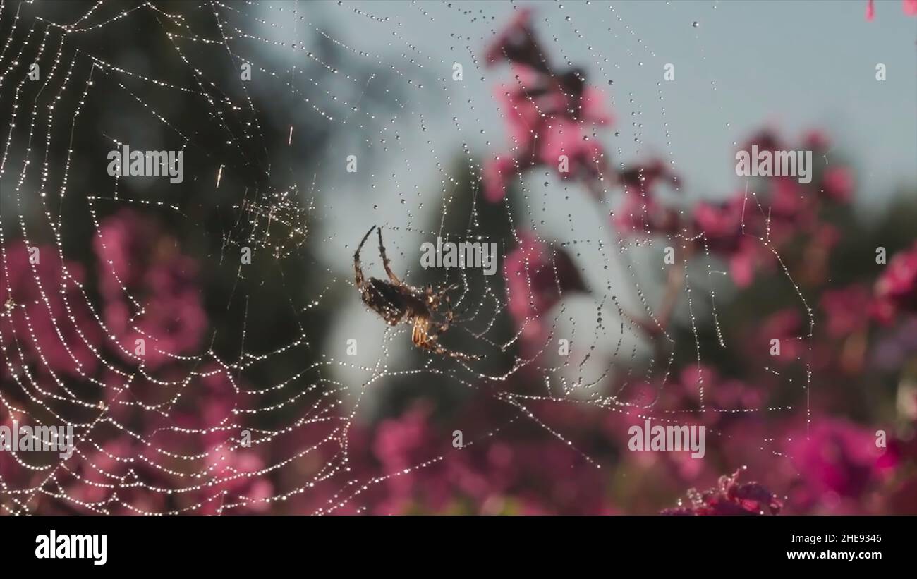 Spider web in the sun with waterdrops on blooming pink flowers background. Close up of spider insect on the web in the field in a summertime. Stock Photo