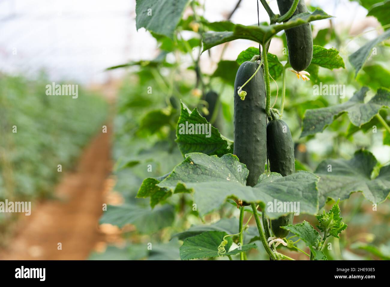 Organic cucumbers cultivation Stock Photo Alamy