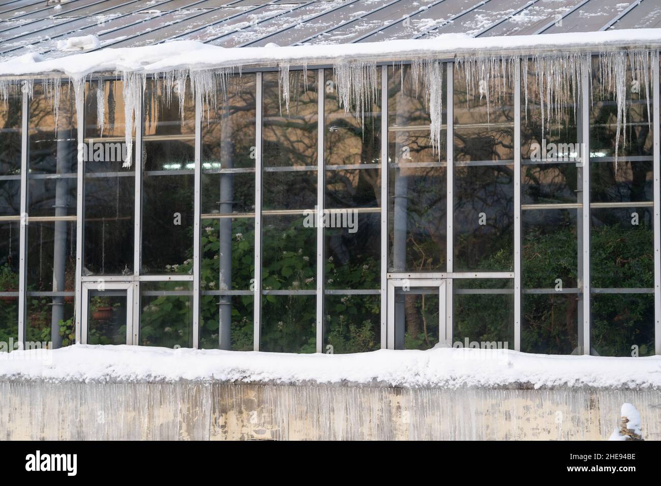Green plants behind glass wall of old greenhouse or orangery in winter