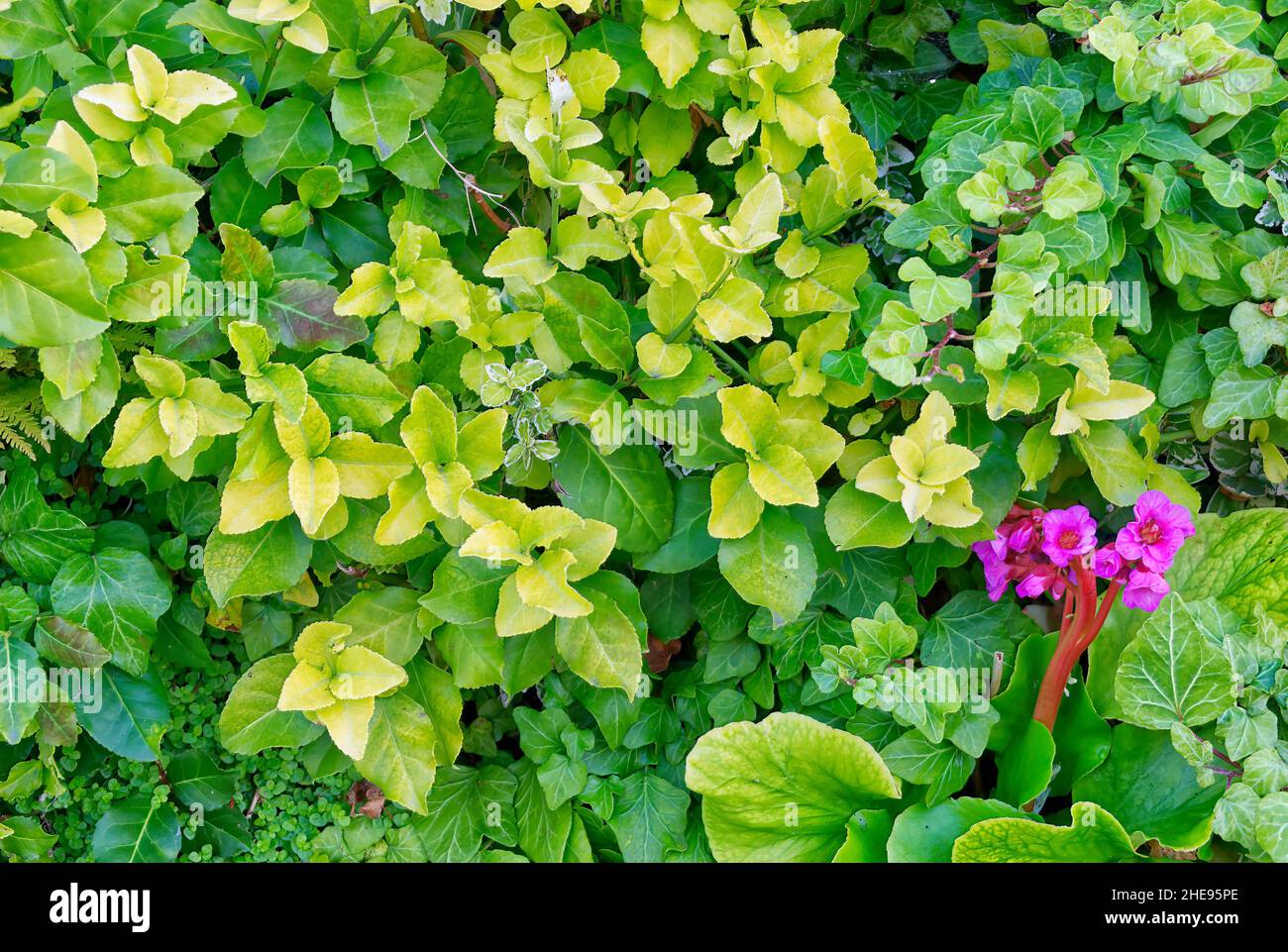 Close-up of foliage on a living wall with some purple bergenia flowers (bergenia purpurascens) Stock Photo