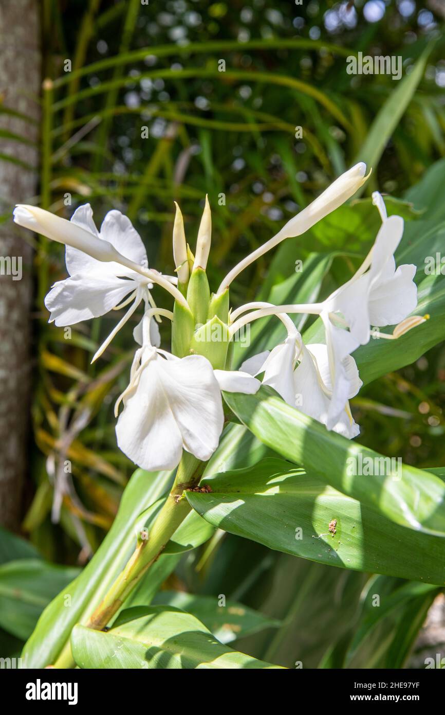 Hedychium coronarium, the white garland-lily[ or white ginger lily,[s a perennial flowering plant in the ginger family Zingiberaceae, Stock Photo