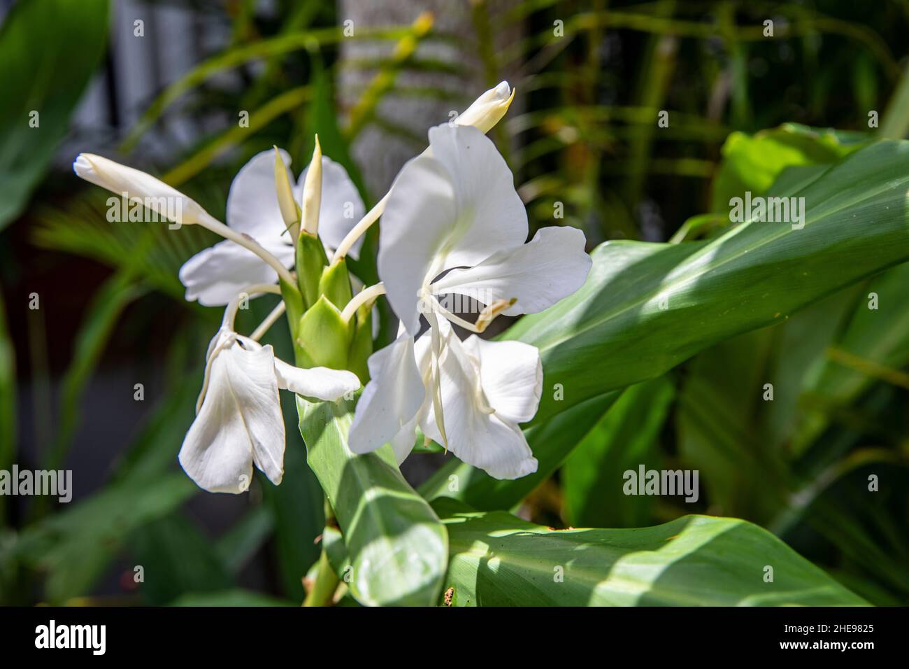 Hedychium coronarium, the white garland-lily[ or white ginger lily,[s a perennial flowering plant in the ginger family Zingiberaceae, Stock Photo
