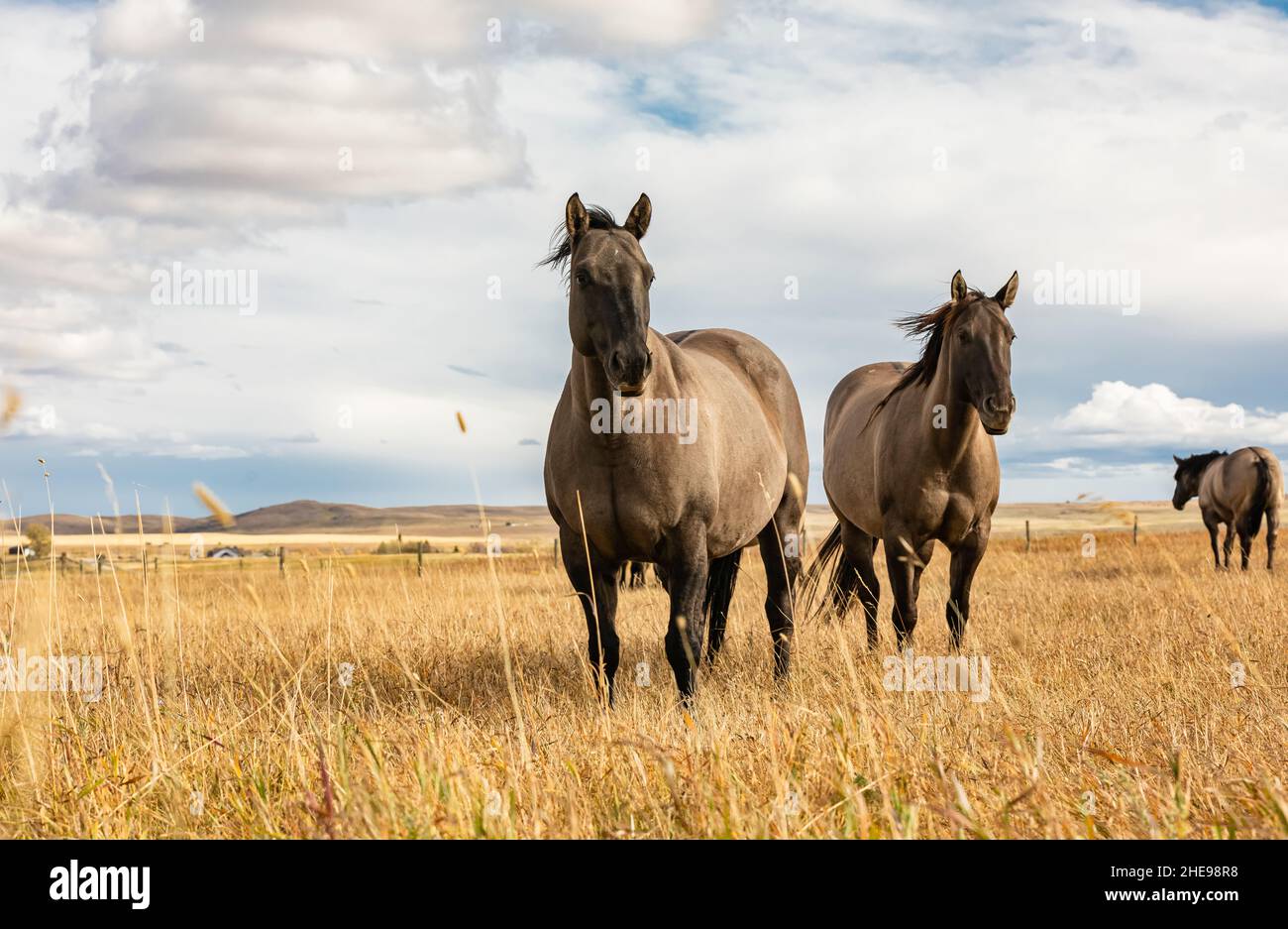Free grullo horses in the autumn sunny day. No people, copy space for text, selective focus, travel photo Stock Photo