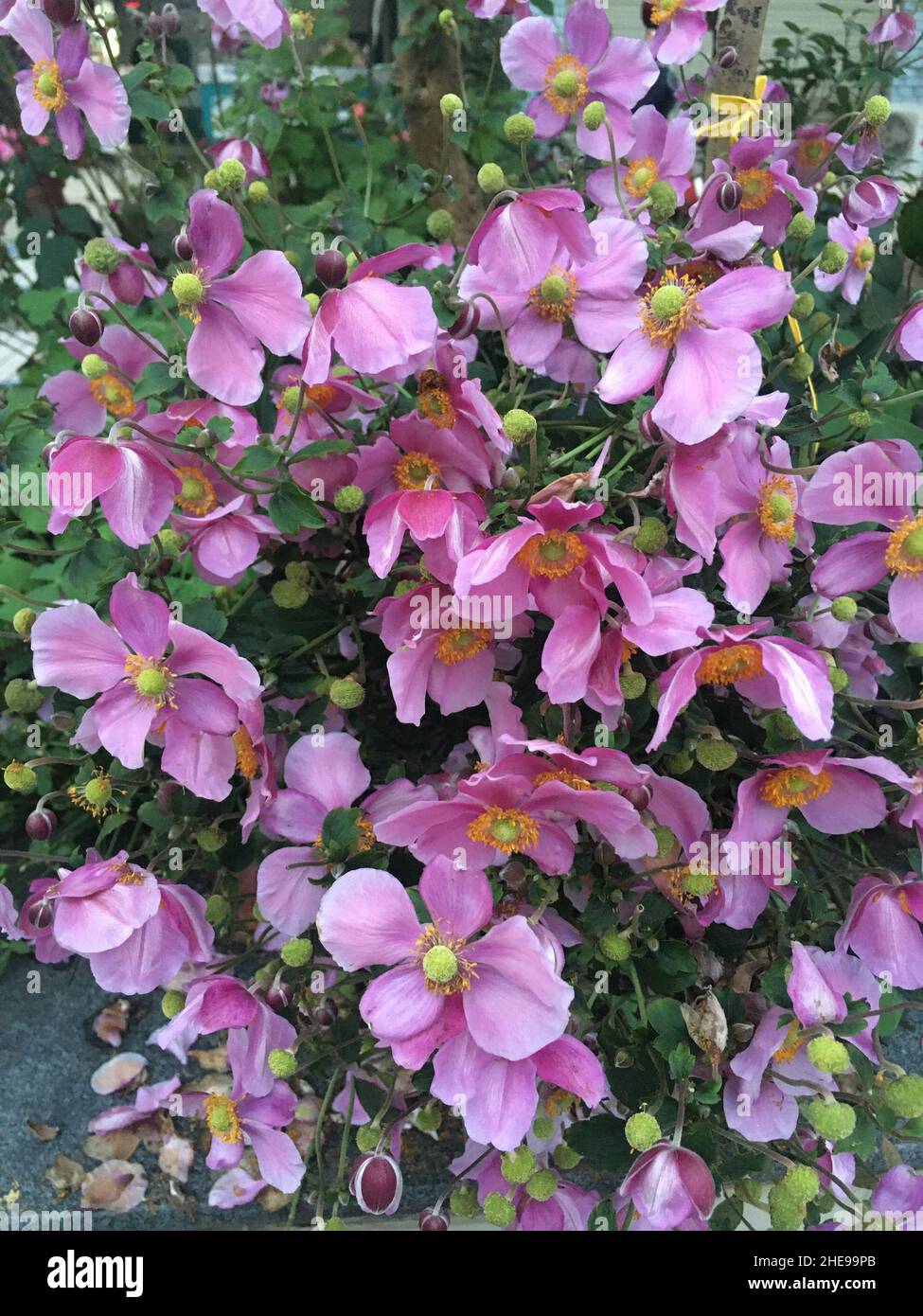 Beautiful scene of Japanese thimbleweed flowers in the garden Stock