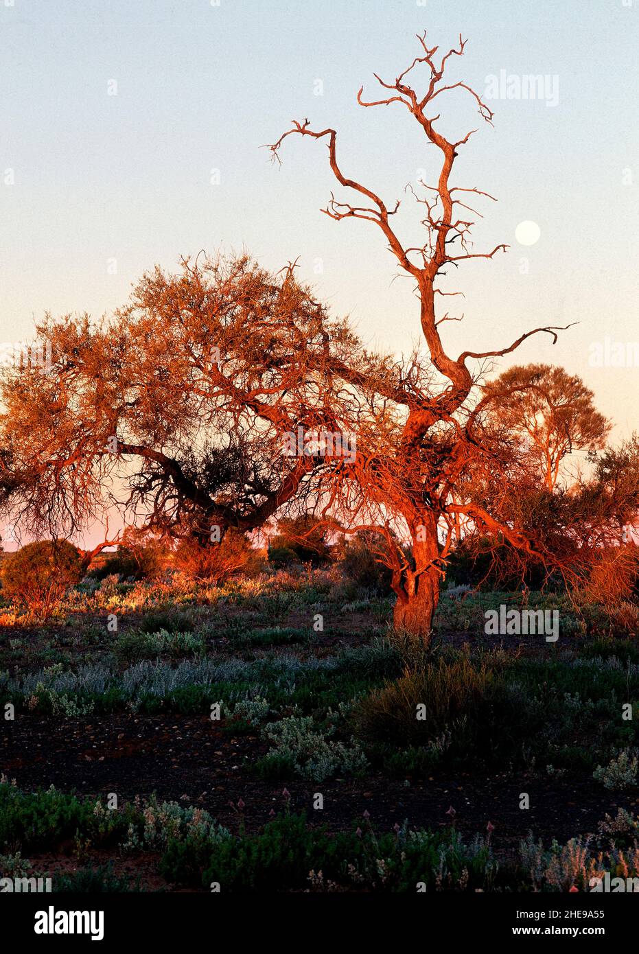 Snakewood Tree ( acacia xiphophylla ), Murchison, West Australia Stock