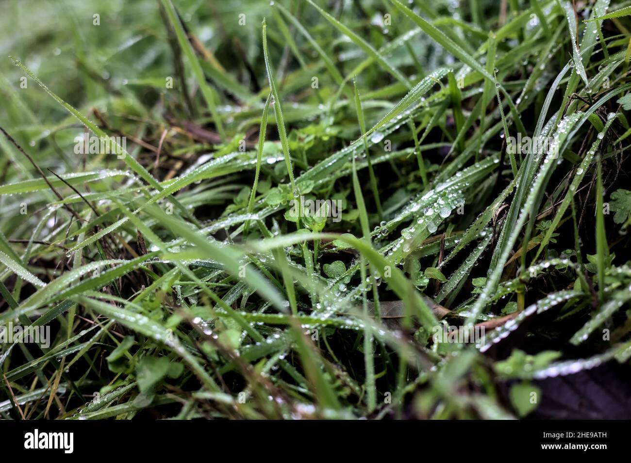 Blades of grass with dew drops on them seen up close Stock Photo Alamy