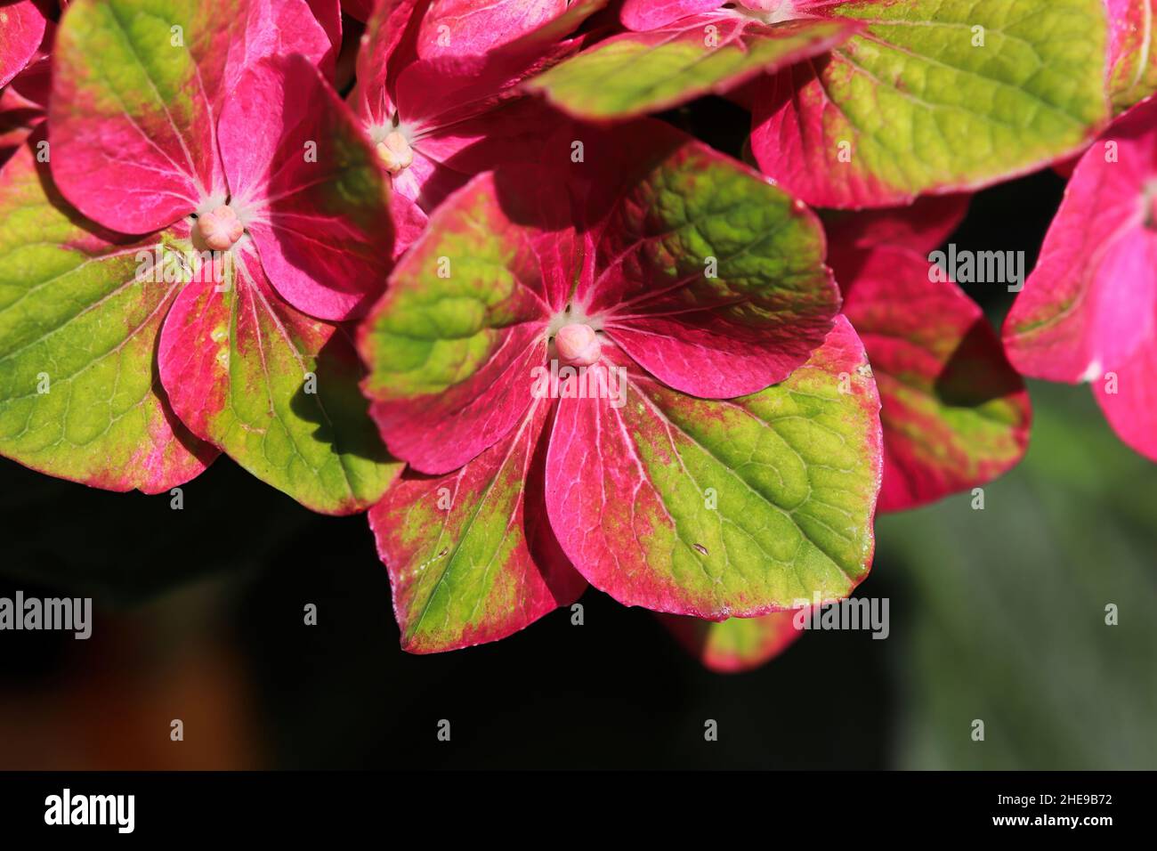 Delicate green and pink flowers on a Hydrangea plant Stock Photo