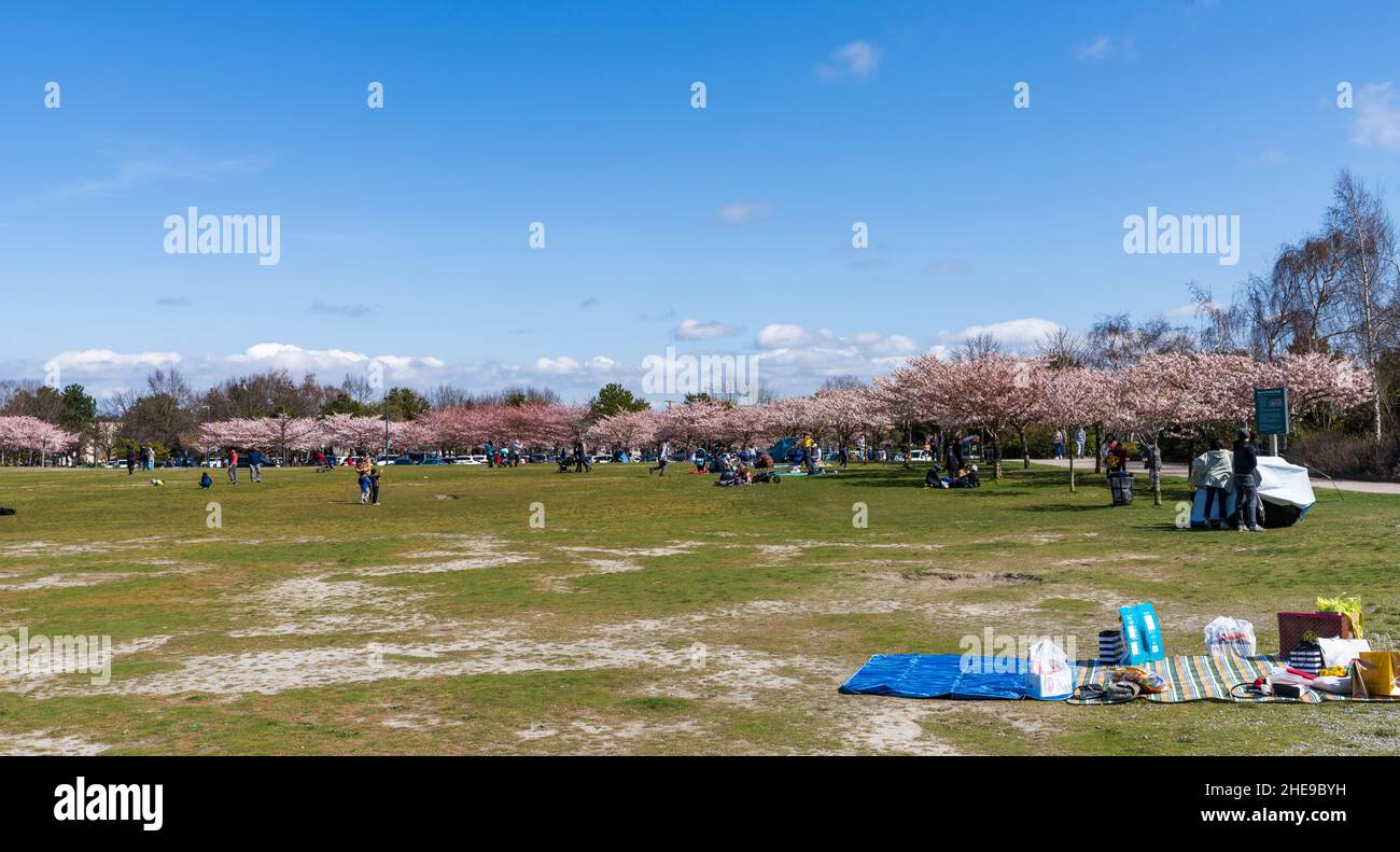 Garry Point Park in springtime. Cherry blossom flowers in full bloom