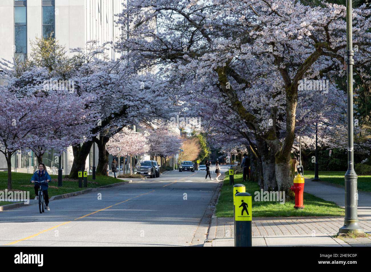 University of British Columbia (UBC) campus. Cherry blossom flowers in