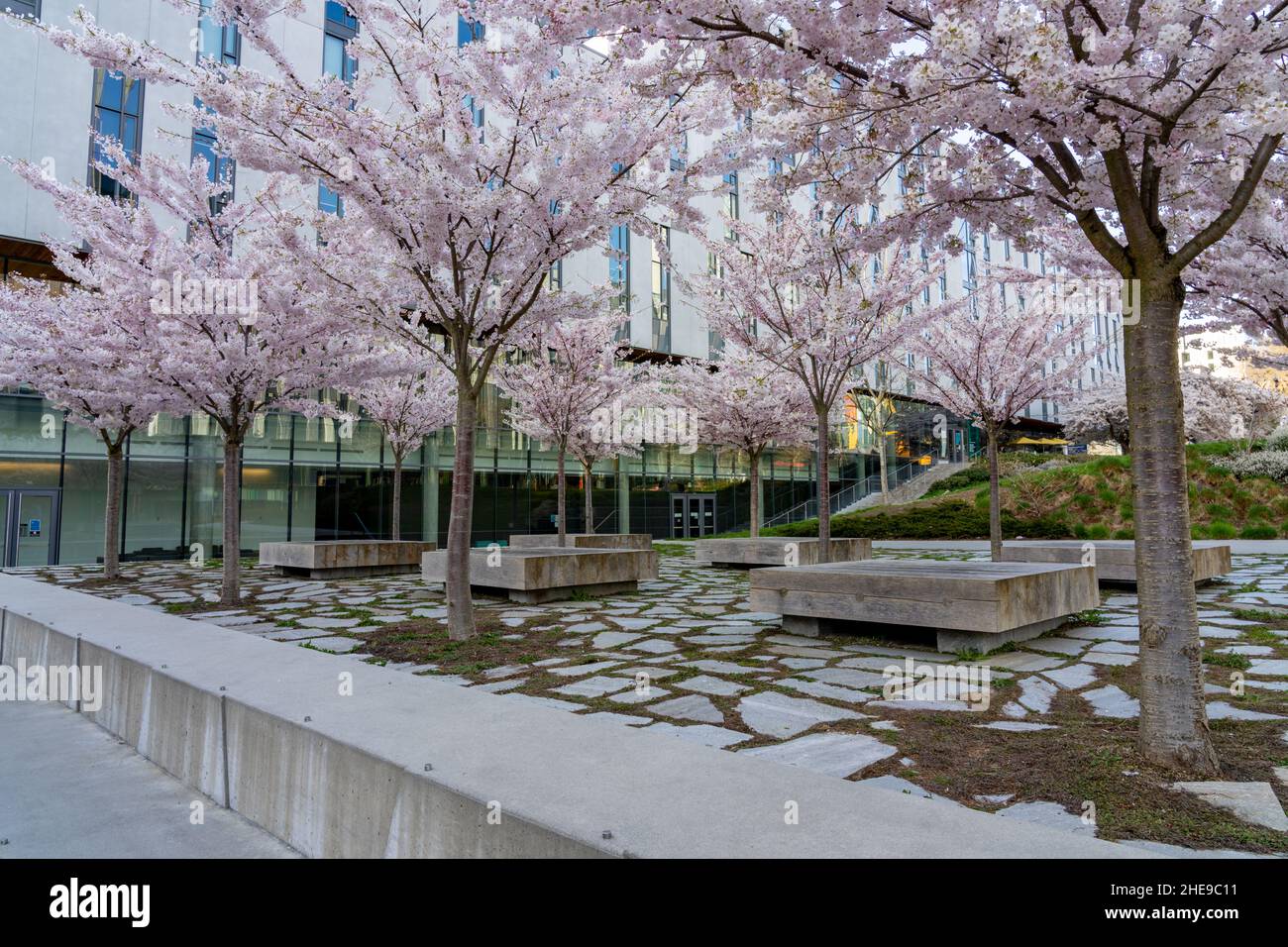 University of British Columbia (UBC) campus. Cherry blossom flowers in