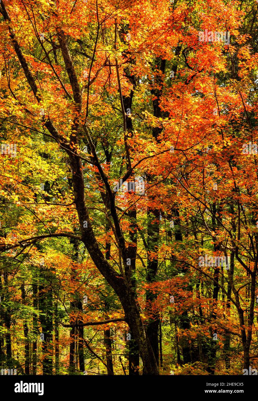 USA, Tennessee, Great Smoky Mountains National Park, Autumn leaves along the Laurel Falls Trail Stock Photo
