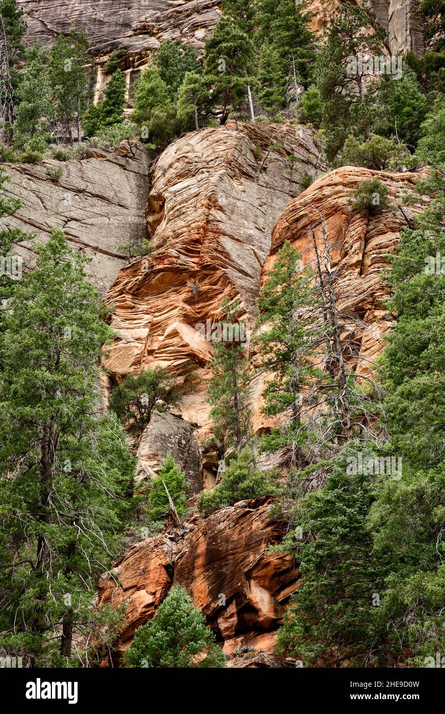 USA, Arizona, Oak Creek Canyon, Coconino National Forest, Evergreens