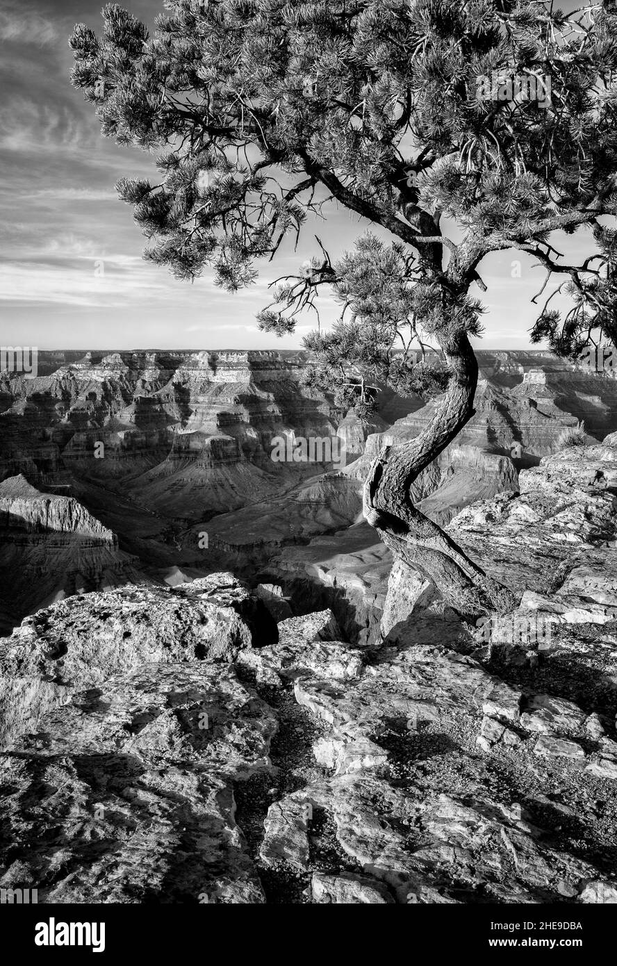 USA, Arizona, Grand Canyon National Park, Pinyon Pine grows cliffside at Hopi Point (bw) Stock Photo